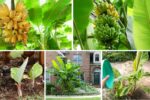 The Perfect Watering Routine for Banana Plants Before Harvest