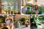 Watering Guide for Office Plants to Keep Them Alive