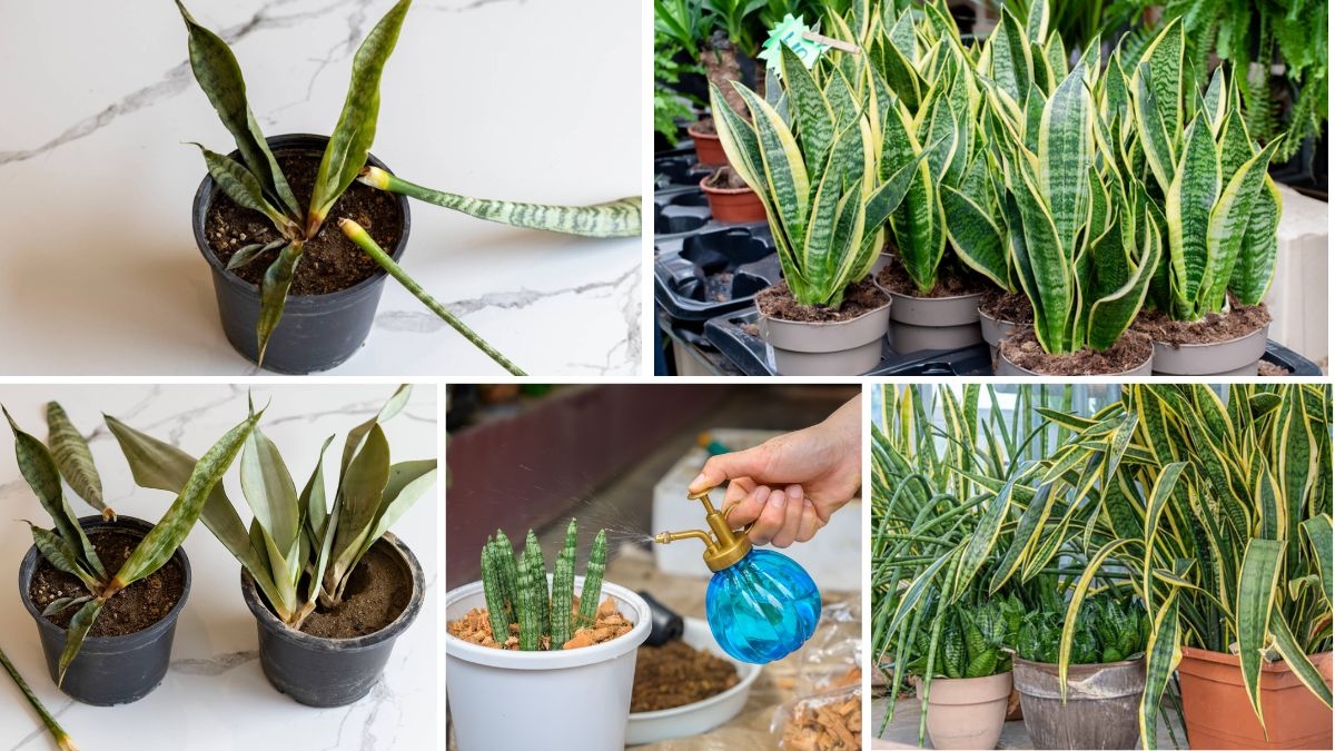 How to Tell When Your Snake Plant Needs Water