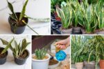 How to Tell When Your Snake Plant Needs Water