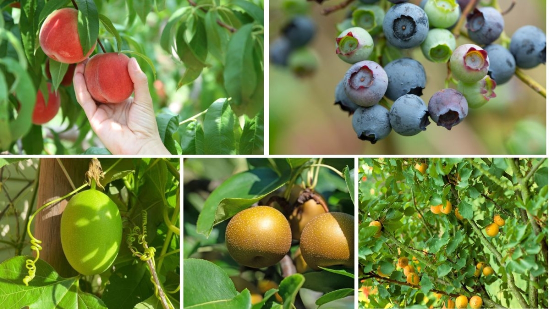Fastest-Growing Fruit Exporting Nations in 2025