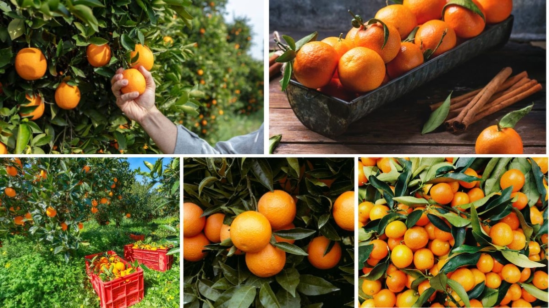 Countries That Export the Most Oranges