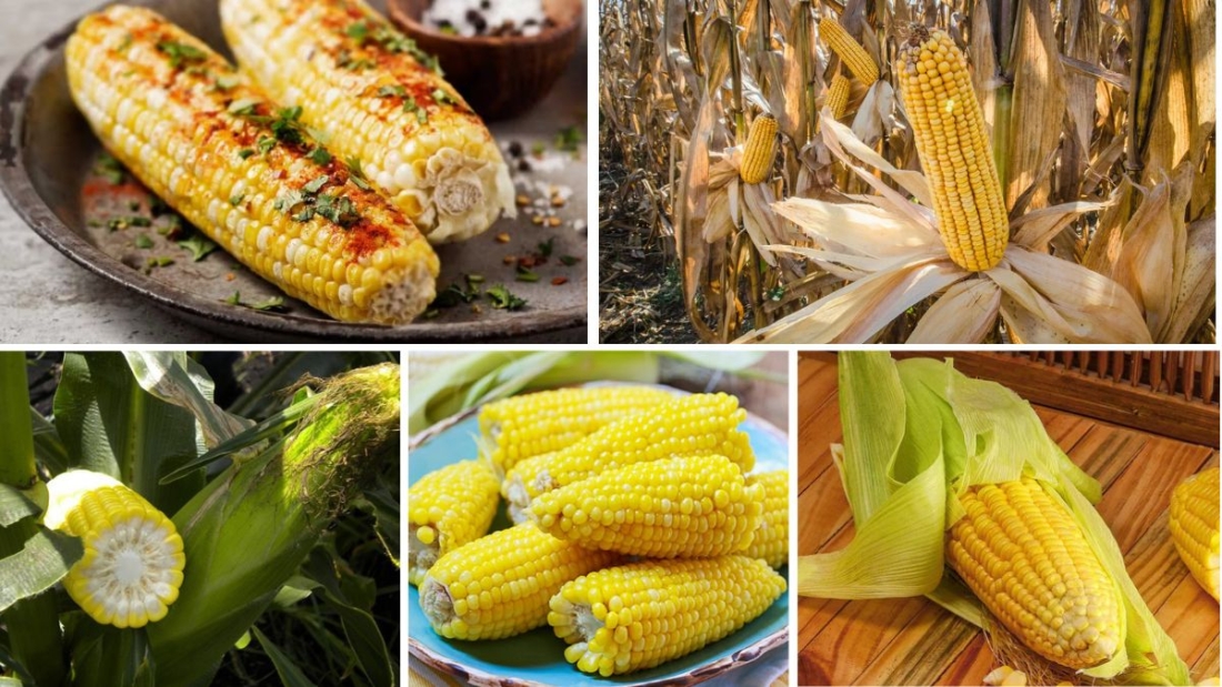 Countries That Export the Most Sweet Corn