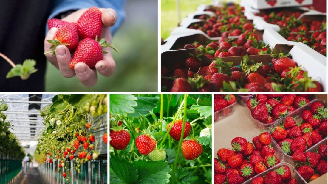 Top Strawberry Exporting Countries in 2025