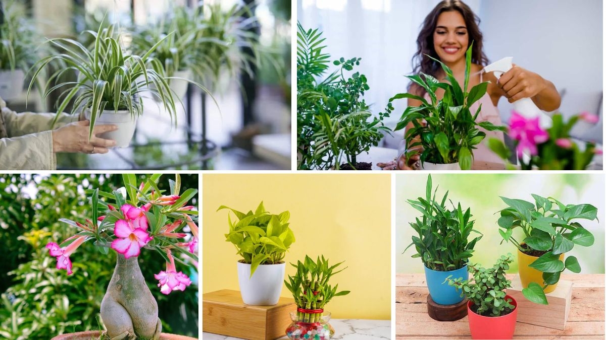 5 Plants That Bring Wealth and Good Luck