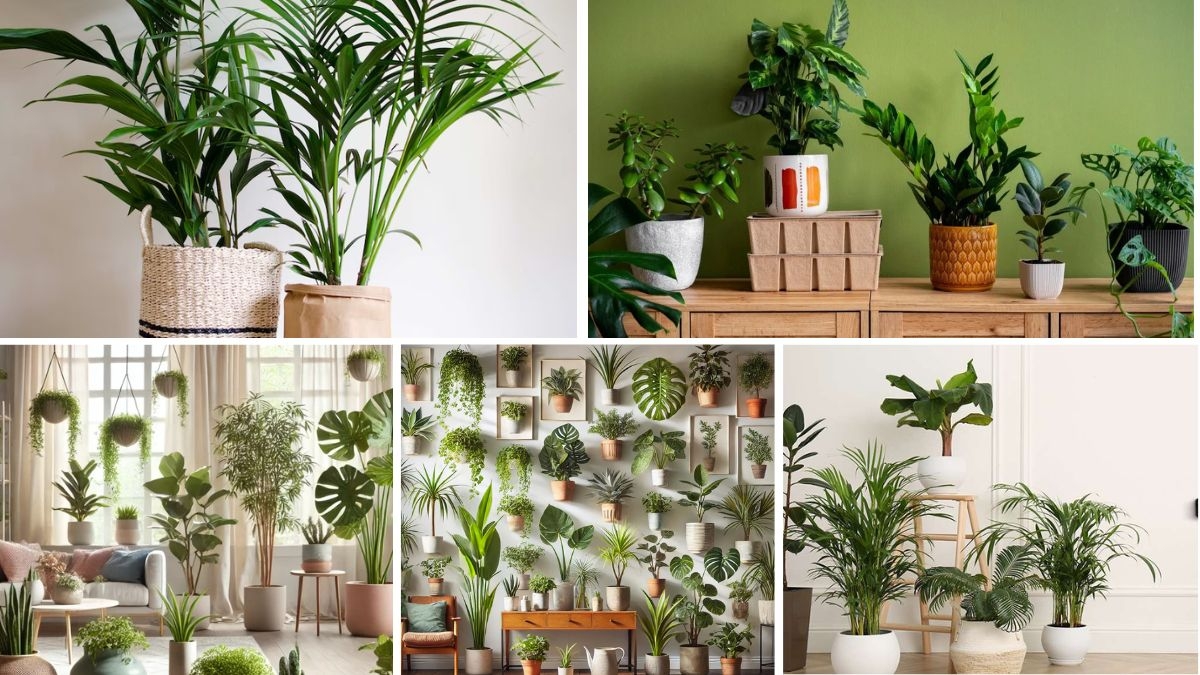 Plants That Improve Indoor Air Quality Naturally