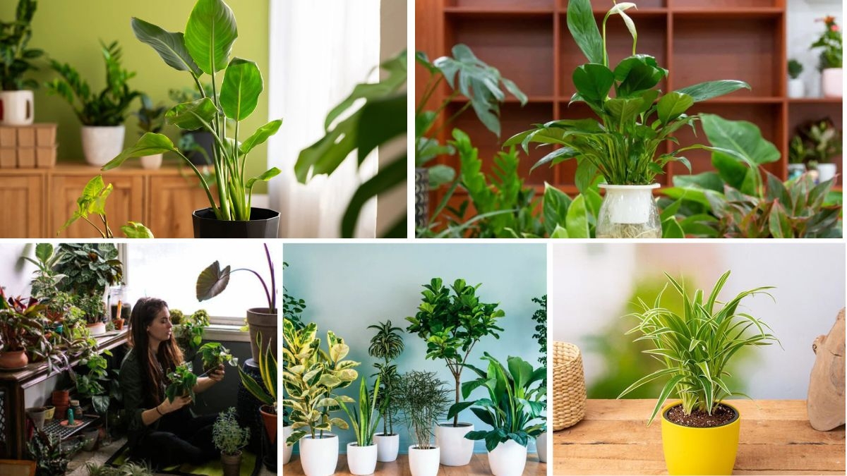 Best Plants for Boosting Oxygen Levels at Home