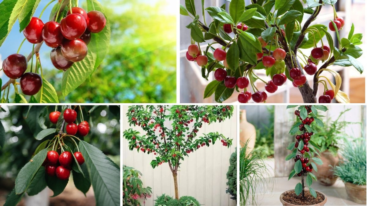 Step-by-Step Guide to Growing Cherry Trees From Seeds