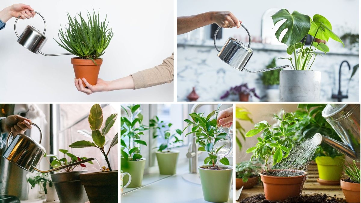 Beginner’s Guide to Watering Indoor Plants Correctly