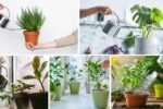 Beginner’s Guide to Watering Indoor Plants Correctly