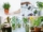 Beginner’s Guide to Watering Indoor Plants Correctly
