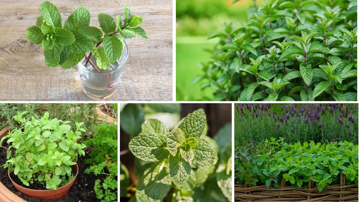 Complete Guide to Growing Mint in Water