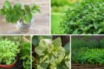 Complete Guide to Growing Mint in Water