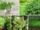Complete Guide to Growing Mint in Water