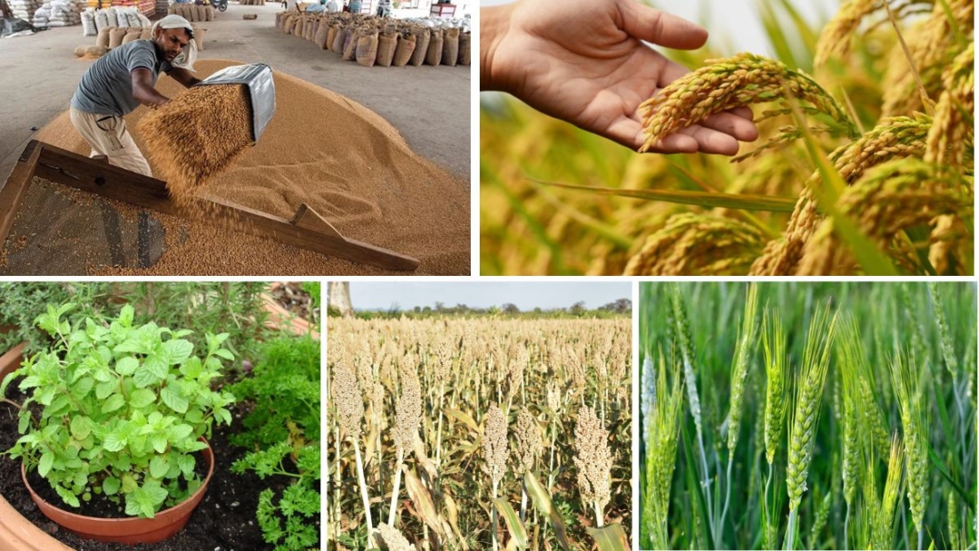 Complete Guide to Export Crops in 2025