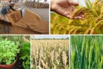 Complete Guide to Export Crops in 2025