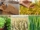 Complete Guide to Export Crops in 2025