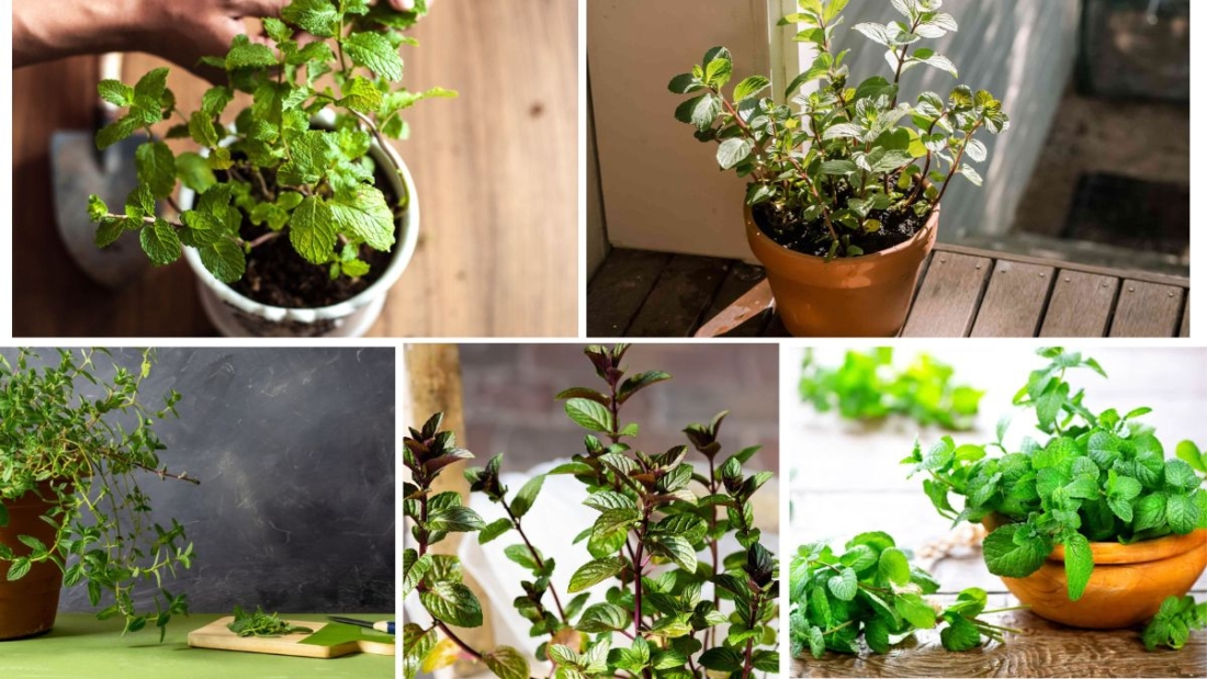 Indoor Mint Garden: Easy & Fragrant
