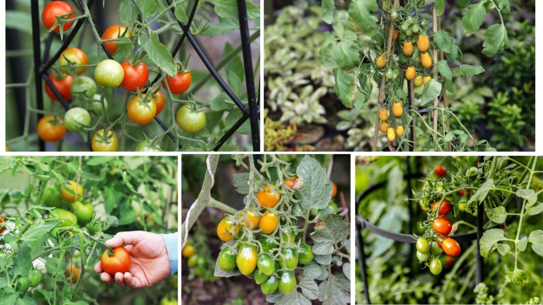 How to Keep Tomatoes Fruiting Longer