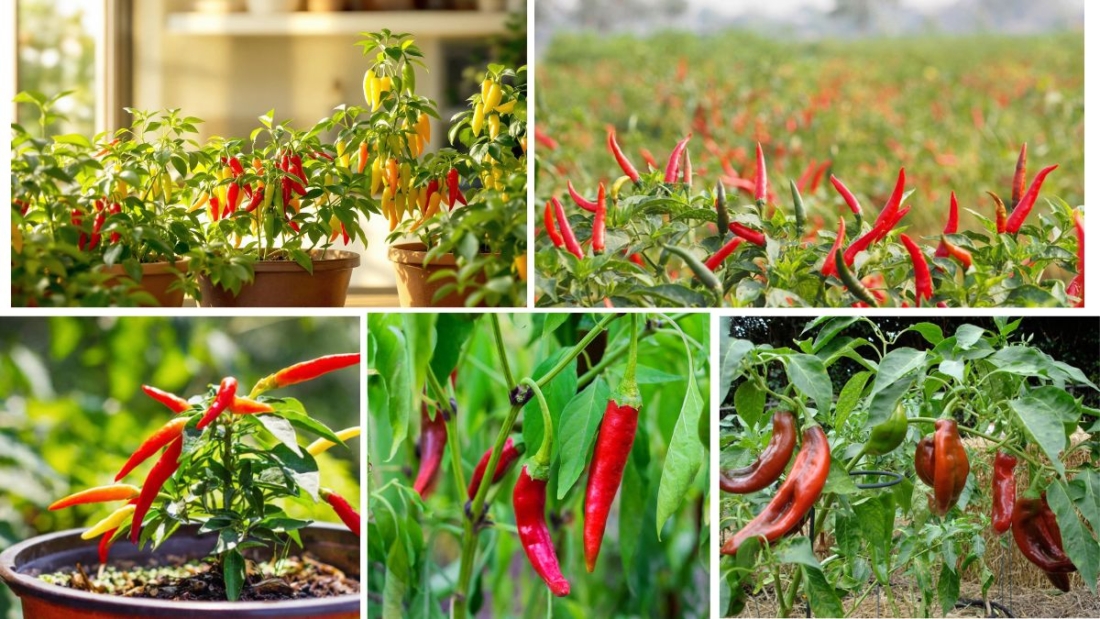 Grow Your Own Chili Peppers at Home