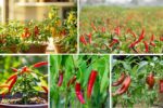 Grow Your Own Chili Peppers at Home