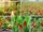 Grow Your Own Chili Peppers at Home