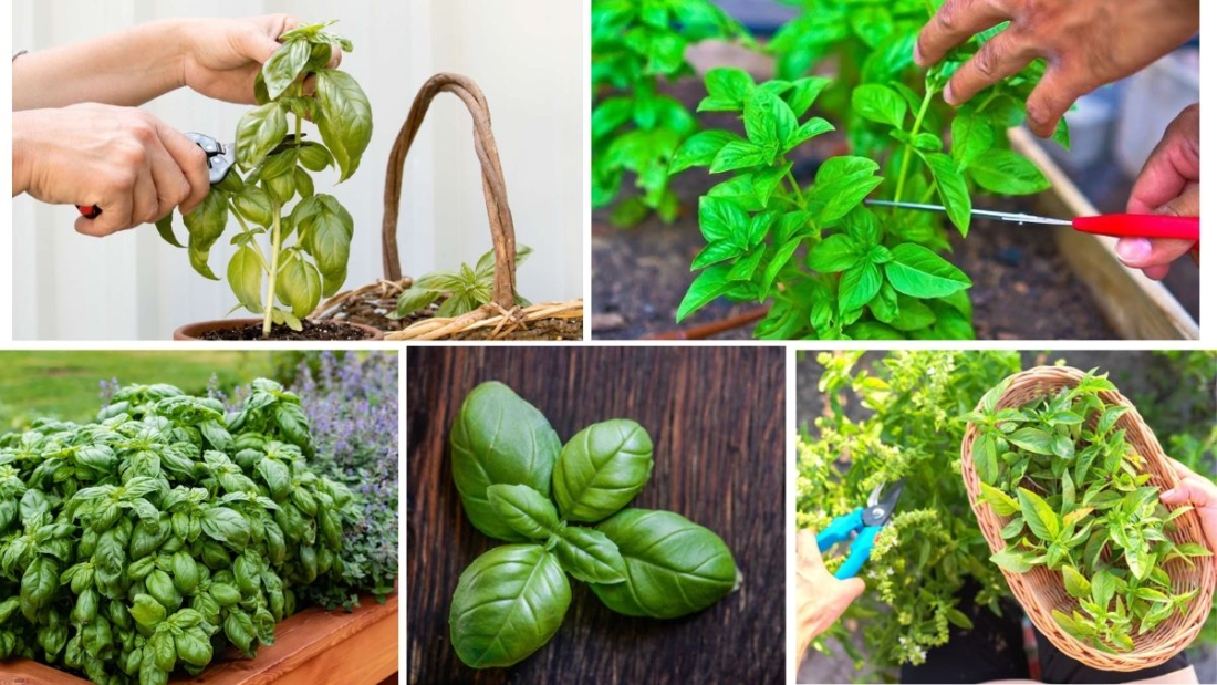 Basil Plant Pruning Tips for Bigger Harvests