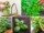 Basil Plant Pruning Tips for Bigger Harvests