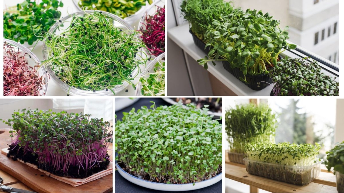 Best Microgreens to Grow at Home Fast