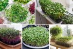Best Microgreens to Grow at Home Fast