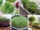 Best Microgreens to Grow at Home Fast