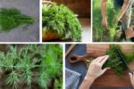 Dill Growing Guide for Culinary and Herbal Uses