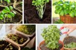 Basil from Seeds: Easy Beginner’s Method