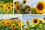 Sunflower Growing Guide from Seeds to Bloom