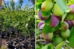 How to Grow a Satsuma Plum Tree: Complete Guide to Planting and Caring for Delicious Plums