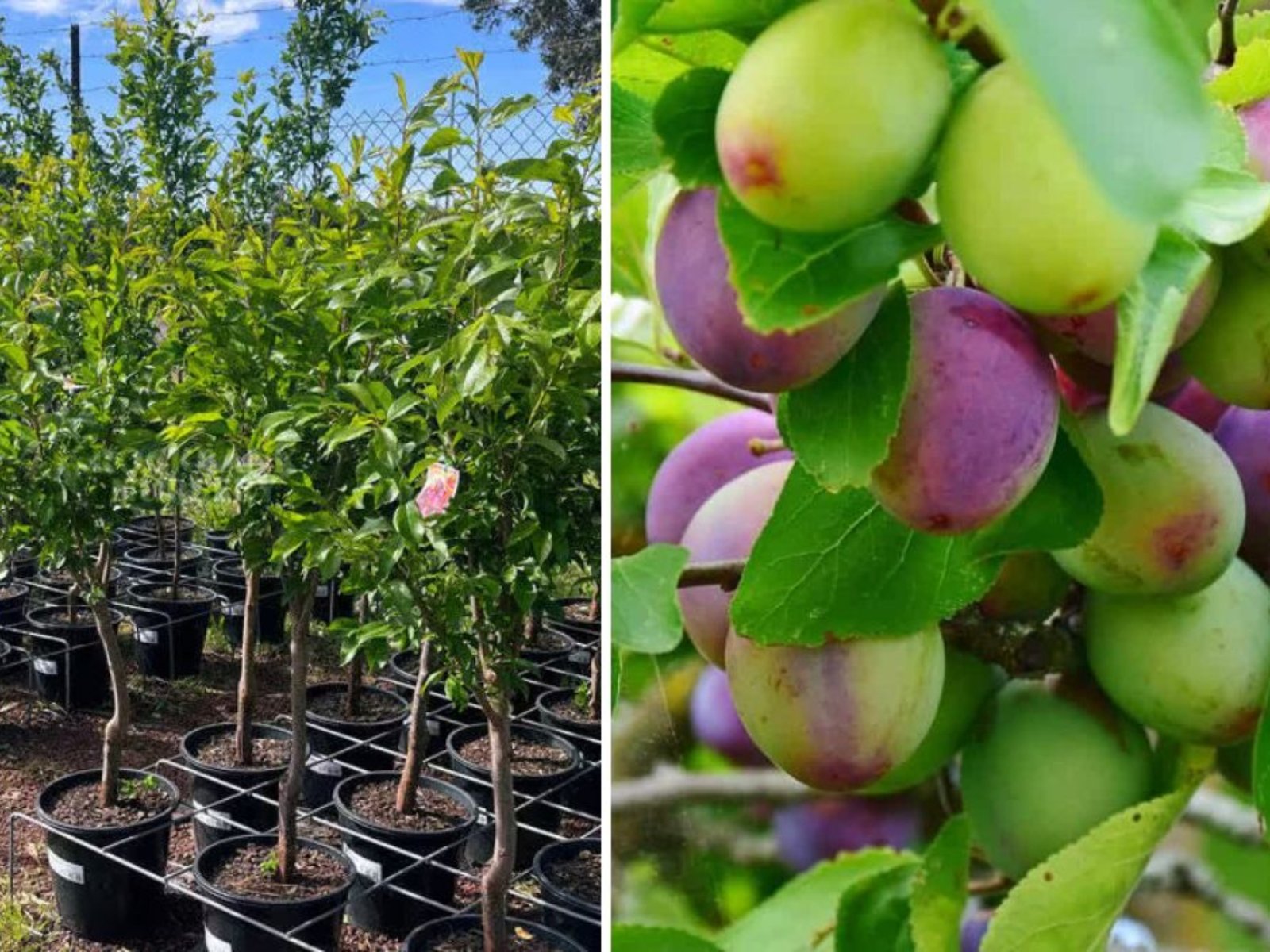 How to Grow a Satsuma Plum Tree: Complete Guide to Planting and Caring for Delicious Plums