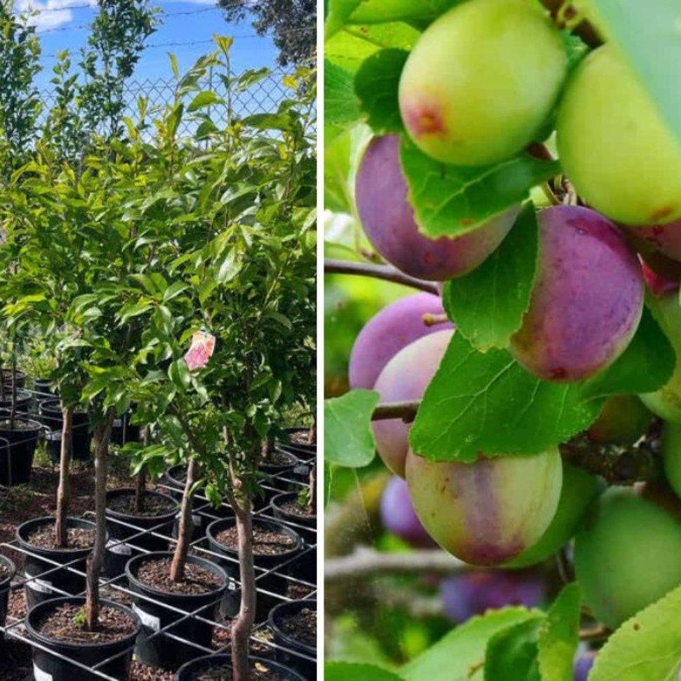 How to Grow a Satsuma Plum Tree: Complete Guide to Planting and Caring for Delicious Plums