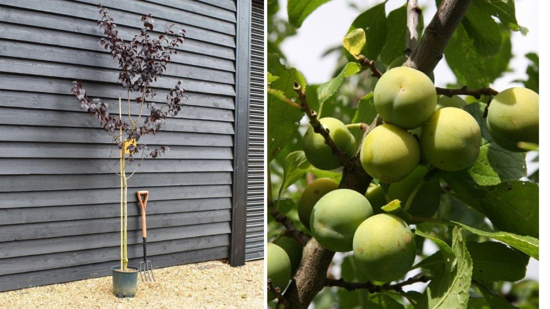 Plum and Greengage Heaven: A Complete Guide to Growing, Tasting, and Enjoying Nature’s Juiciest Fruits