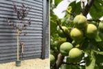 Plum and Greengage Heaven: A Complete Guide to Growing, Tasting, and Enjoying Nature’s Juiciest Fruits