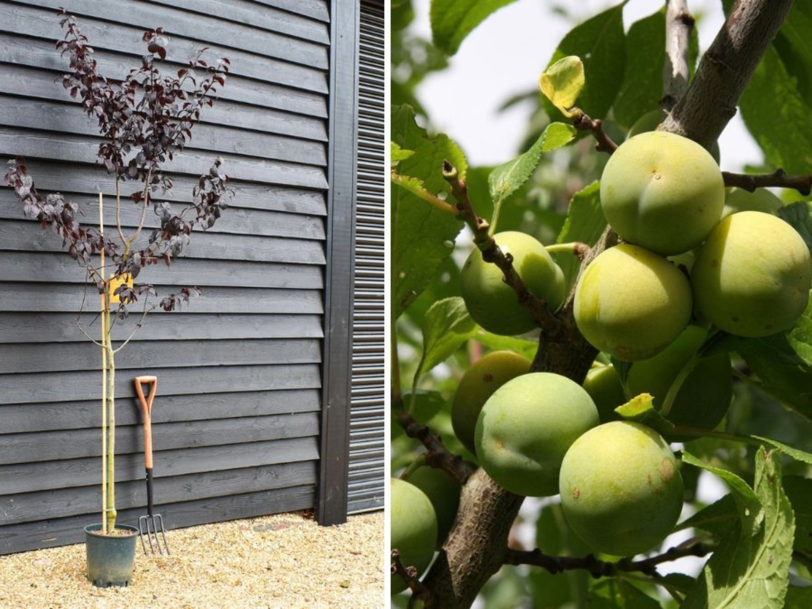 Plum and Greengage Heaven: A Complete Guide to Growing, Tasting, and Enjoying Nature’s Juiciest Fruits