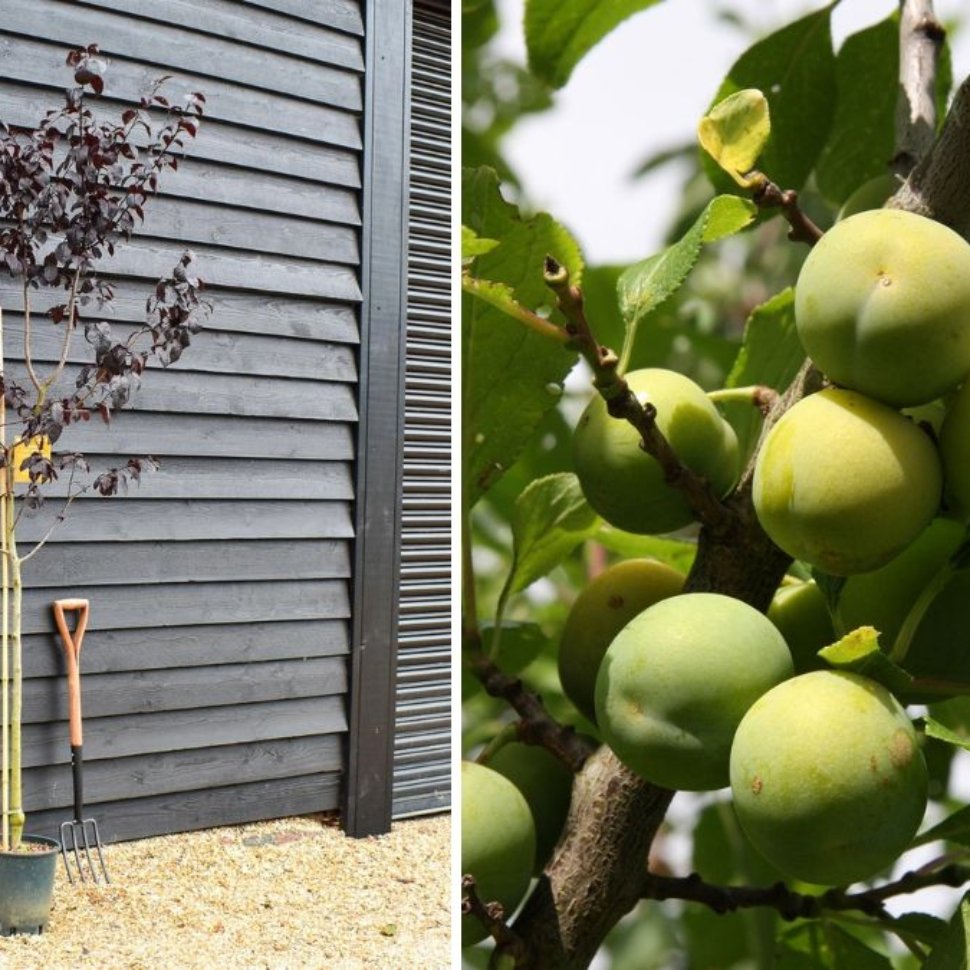 Plum and Greengage Heaven: A Complete Guide to Growing, Tasting, and Enjoying Nature’s Juiciest Fruits