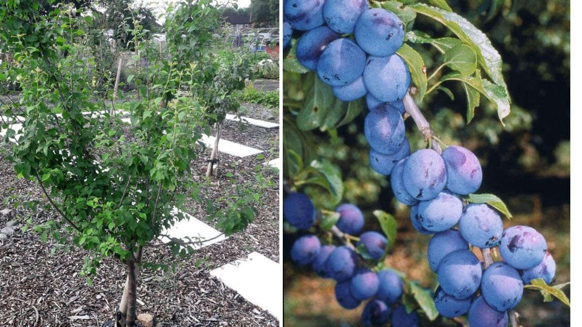 Plum (Damson): The Ultimate Guide to Growing, Harvesting, and Enjoying This Unique Fruit