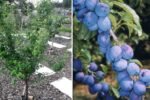 Plum (Damson): The Ultimate Guide to Growing, Harvesting, and Enjoying This Unique Fruit