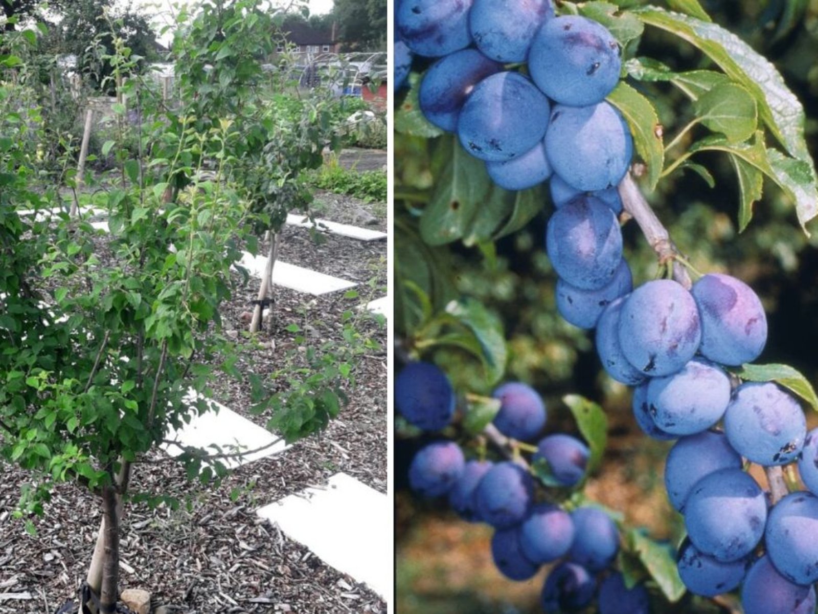 Plum (Damson): The Ultimate Guide to Growing, Harvesting, and Enjoying This Unique Fruit