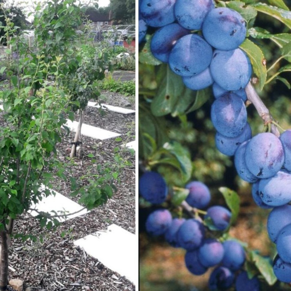 Plum (Damson): The Ultimate Guide to Growing, Harvesting, and Enjoying This Unique Fruit