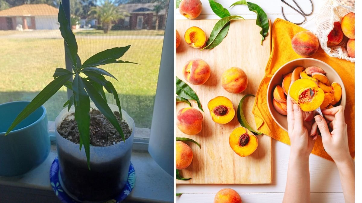 Growing Yellow Peach Trees from Seed: An Exciting Journey from Germination to Growth