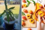 Growing Yellow Peach Trees from Seed: An Exciting Journey from Germination to Growth