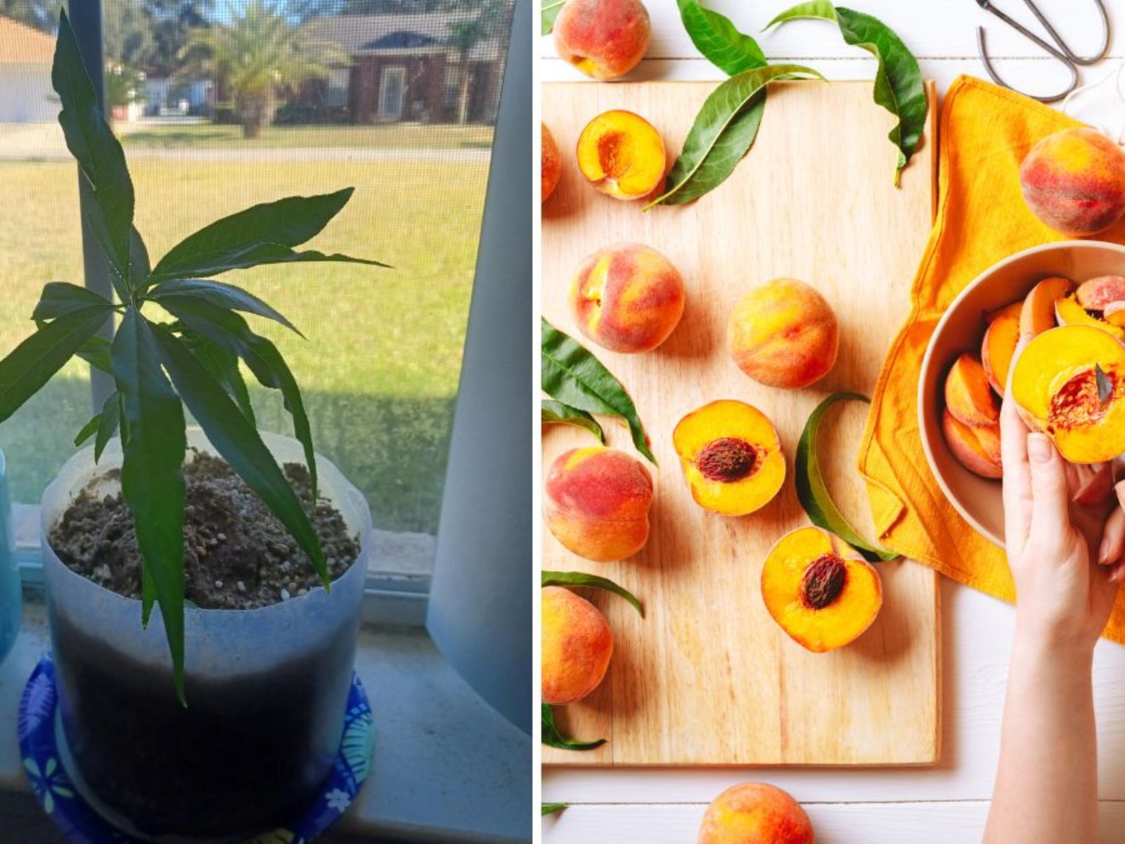 Growing Yellow Peach Trees from Seed: An Exciting Journey from Germination to Growth