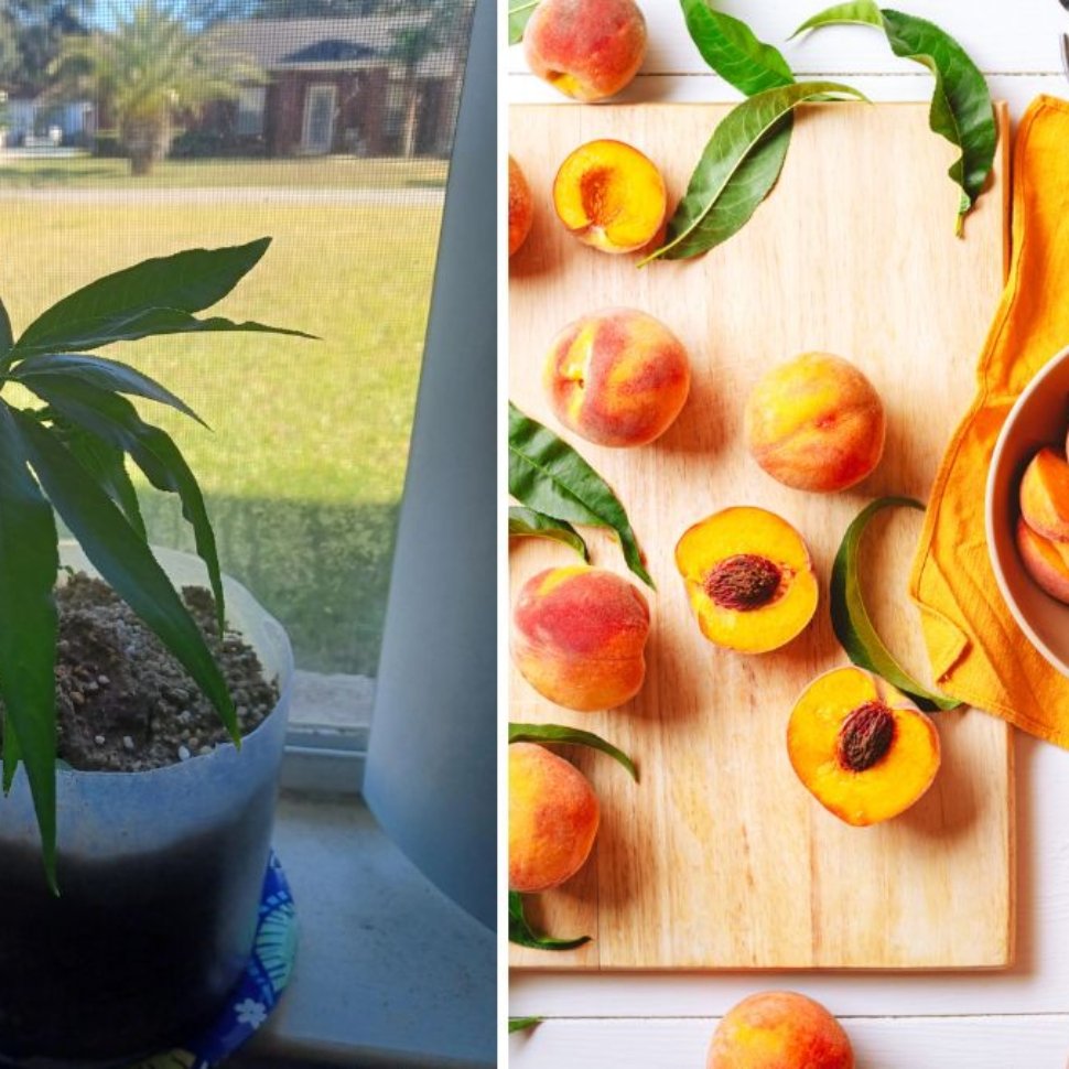 Growing Yellow Peach Trees from Seed: An Exciting Journey from Germination to Growth