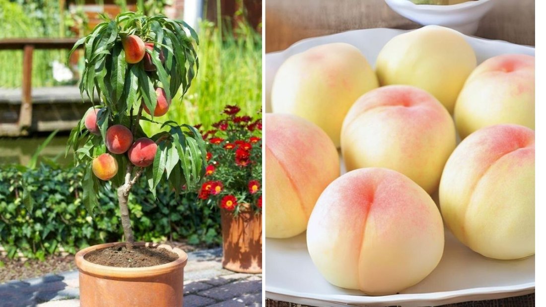 My First Amazing White Peach: A Journey from Bloom to Harvest